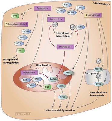<mark class="highlighted">Pharmacogenomics</mark> as a Tool to Limit Acute and Long-Term Adverse Effects of Chemotherapeutics: An Update in Pediatric Oncology